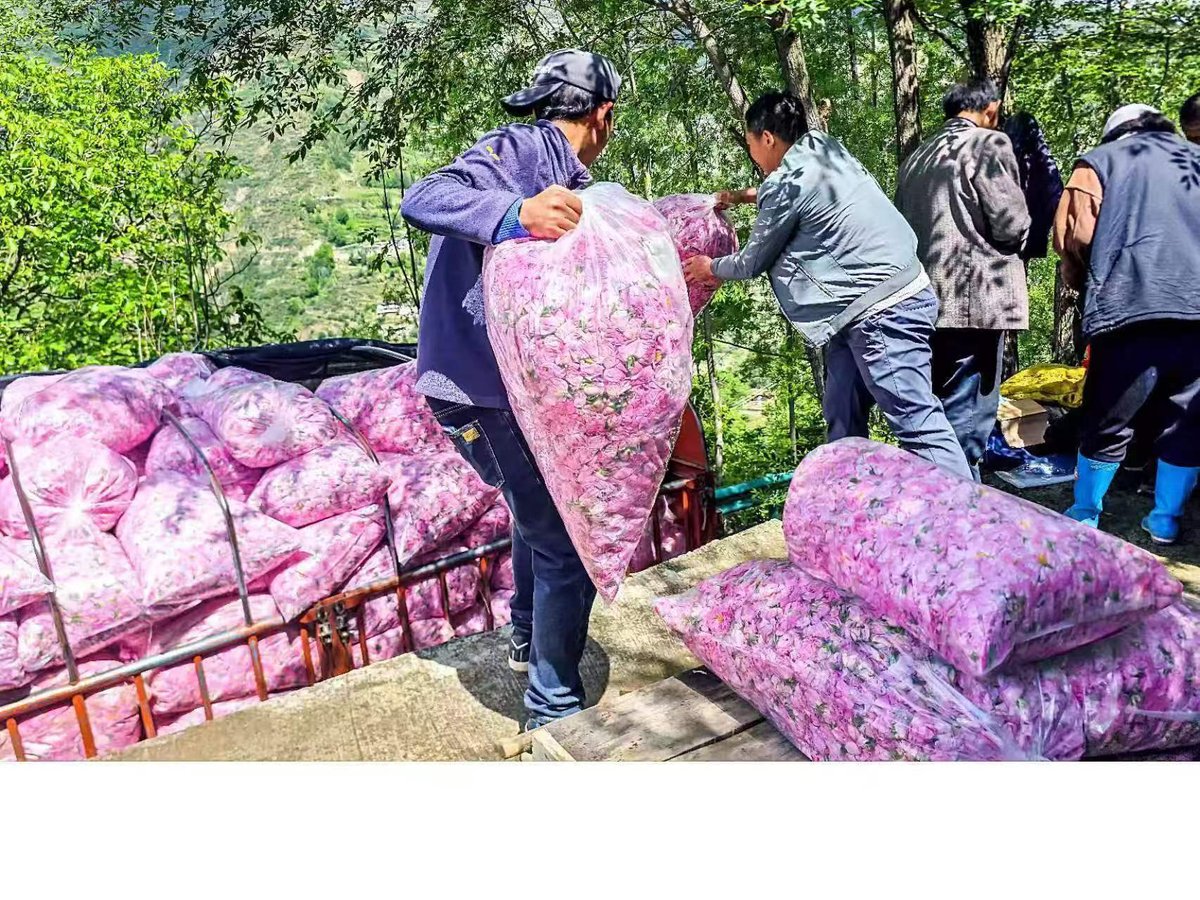 花农领取花款