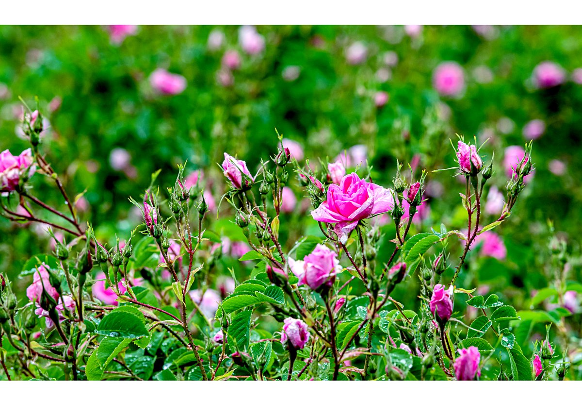 玫瑰花田